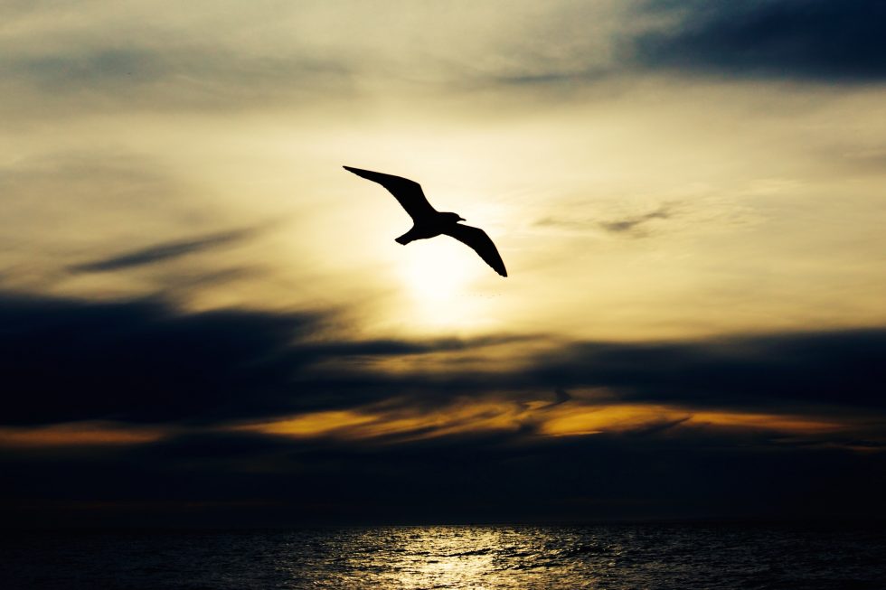 Soaring Into Greatness Blog