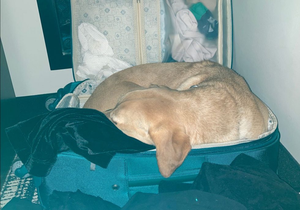 It's A Dog's Life Blog Post | Soaring into Greatness