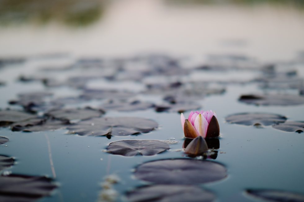 Serenity Blog Post | Soaring Into Greatness