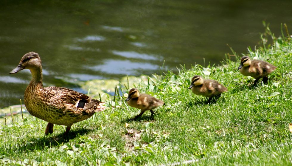 Are Your Ducks in a Row Blog Post | Soaring Into Greatness
